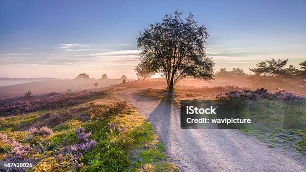 Sun Rays Coming From Behind Tree Stock Photo - Download Image Now - Netherlands, Nature, Veluwe