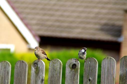 Two sparrows sitting on a fence in my front garden, west yorkshire, UK. Taken with a Canon EOS 1100D Digital SLR Camera.