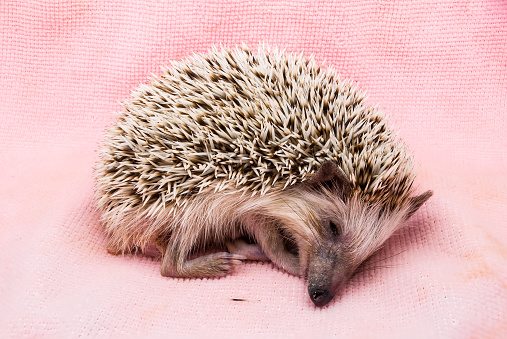 Cute Brown Hedgehog Sleeping on Dirty Cloth.
