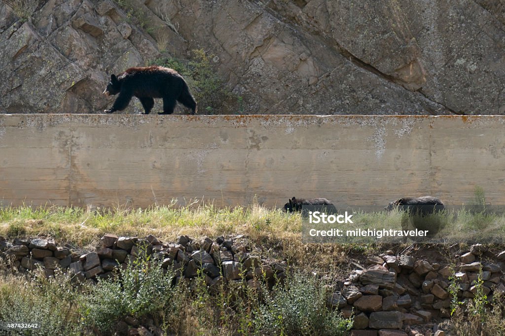 Black bear trio walk in Waterton Canyon Littleton Colorado A female black bear walks on top of the cement irrigation ditch wall with her pair of bear cubs below next to the South Platte River in Waterton Canyon on a hot August day after grazing on acorns in scrub oak trees nearby, fattening up for the winter months in Littleton, Colorado. Bear Stock Photo