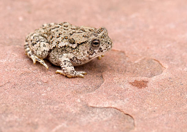 On a cloudy morning, a small, bumpy and camouflaged Woodhouse's toad sits on a flat piece of sandstone near the trail in Roxborough State Park west of Denver, Colorado.