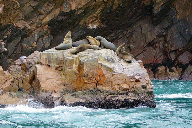 istock South-American Sea Lion 487432934