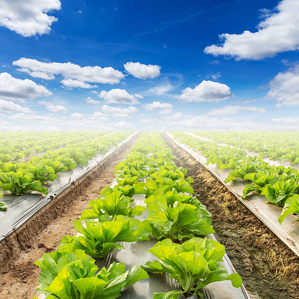 istock field of lettuce and a blue sky on agriculture 487433496