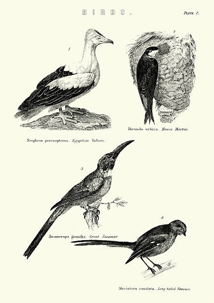 istock Birds - Egyptian Vulture, House Martin, Great Jacamar, Long-tail 487436316