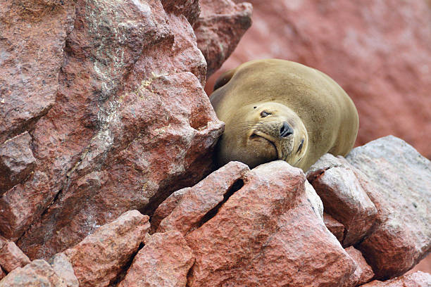 istock South-American Sea Lion 487436982