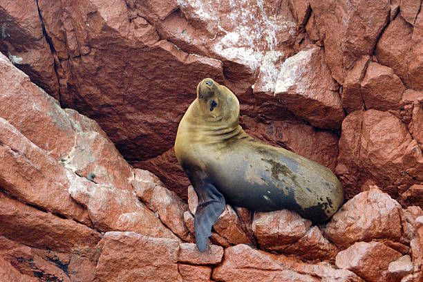 istock South-American Sea Lion 487436986