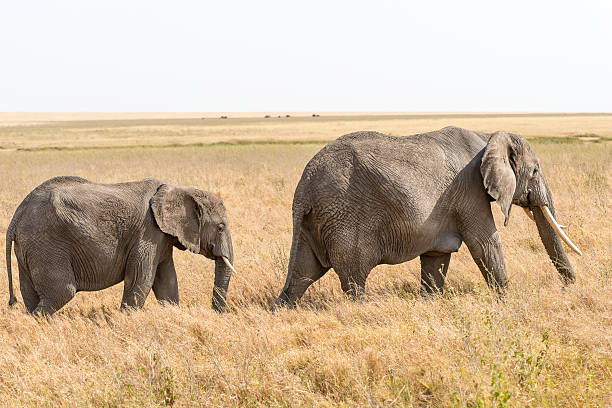istock African Elephant in Serengeti National Park 487437500