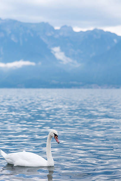 istock white swan swimming in the lake 487439658