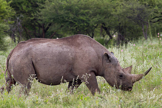 istock White Rhinoceros at Etosha National Park 487439805