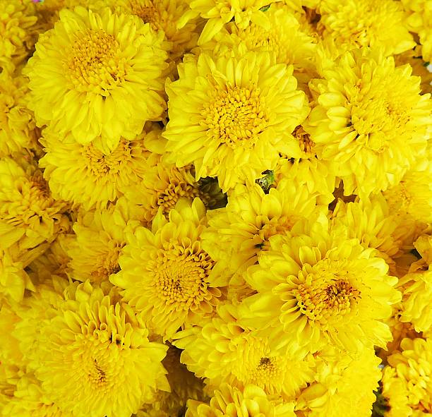 istock Yellow Chrysanthemum flower background 487440239