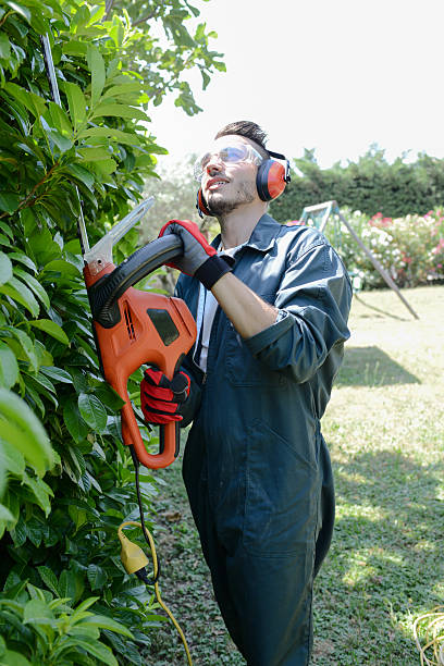 bonito jovem gardener cortar hedgerow em um parque ao ar livre - electric trimmer - fotografias e filmes do acervo