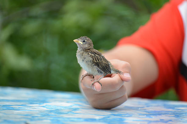 istock Young yellow-beaked sparrow sits on  children's palm 487440652