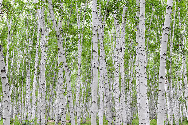 weißen birch - silver birch tree stock-fotos und bilder