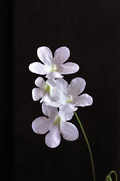 Four white flower blossom on a black background