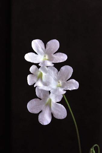  Four white flower blossom on a black background