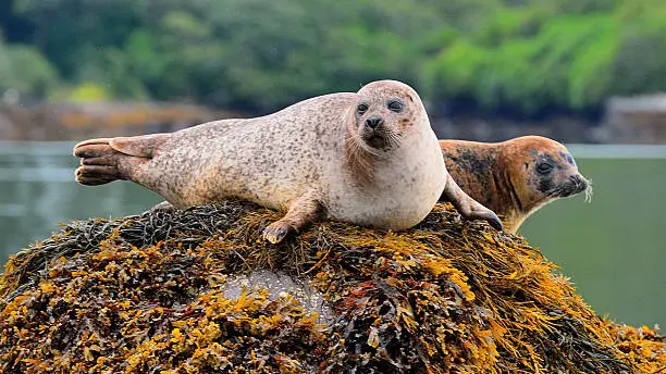 Garinish Island is located in the sheltered harbour of Glengarriff in Bantry Bay, in Southwest Ireland. Garinish is world renowned for its gardens which are laid out in beautiful walks and it has some stunning specimen plants which are rare in this climate.