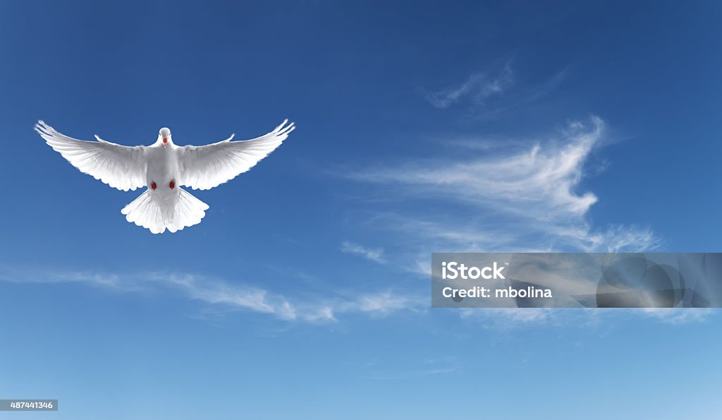 Colombe blanche dans le ciel bleu, symbole de la foi - Photo de Spiritualité libre de droits