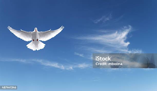 Photo libre de droit de Colombe Blanche Dans Le Ciel Bleu Symbole De La Foi banque d'images et plus d'images libres de droit de Spiritualité