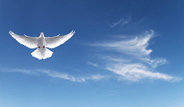 White dove in a blue sky, symbol of faith stock photo