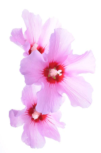 istock Hibiscus flower heads 487441854