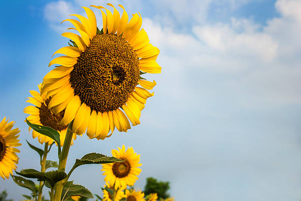 istock Sunflower fields are blooming in summer. 487442228
