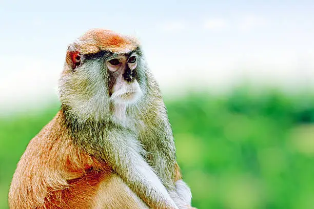 Patas monkey in its natural habitat of wildlife.