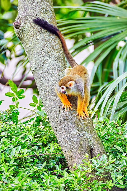 Common Squirred Monkey. Common Squirred Monkey in its natural habitat in the wild. little monkeys playing on roof stock pictures, royalty-free photos & images