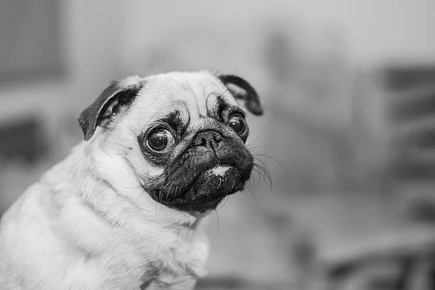 istock mops portrait, black and white photography 487443599