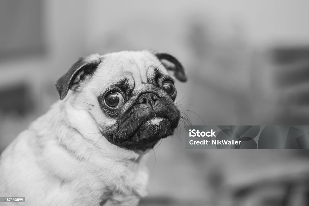 mops portrait, black and white photography mops portrait, black and white photography, cute puppy Animal Stock Photo