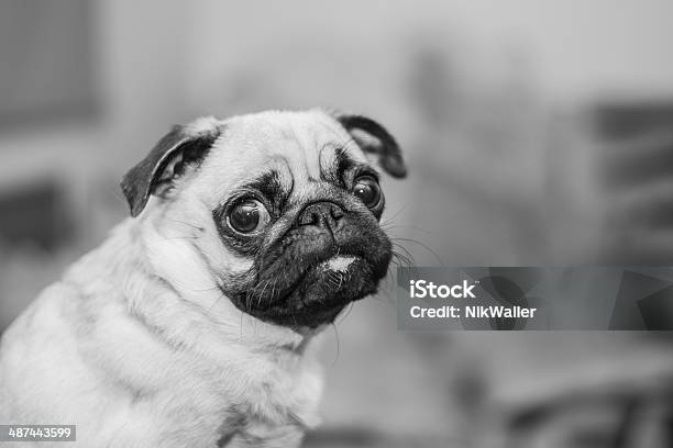 Mops Portrait Black And White Photography Stock Photo - Download Image Now - Animal, Black And White, Cheerful