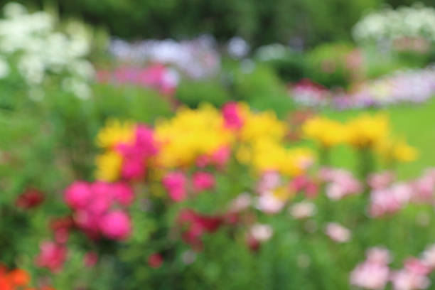 Blurred image of a bright and colorful flowers on a background of green grass