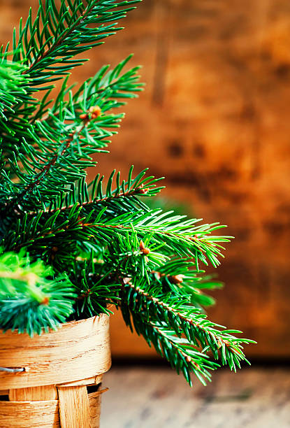 istock Spruce paws in a wicker basket 487444104