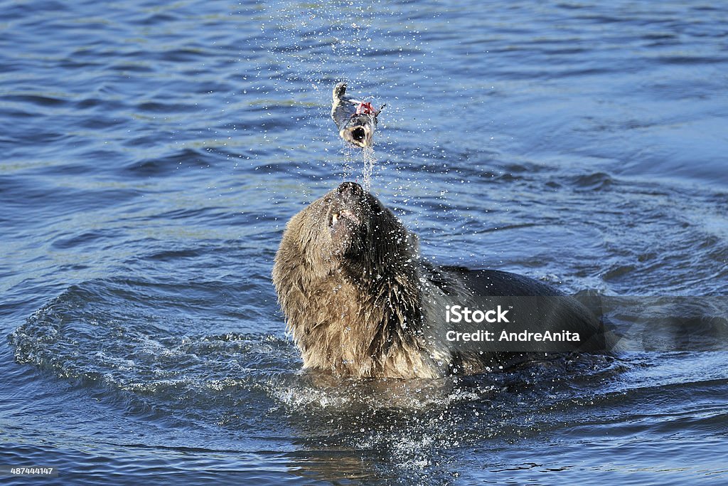 Grizzly bear jugando con captura de peces en agua. - Foto de stock de Aire libre libre de derechos