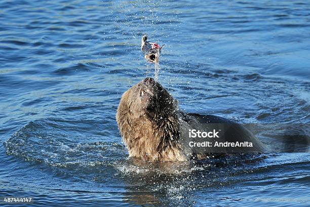 Grizzly Bear Jugando Con Captura De Peces En Agua Foto de stock y más banco de imágenes de Aire libre - Aire libre, Alaska - Estado de los EE. UU., Andar