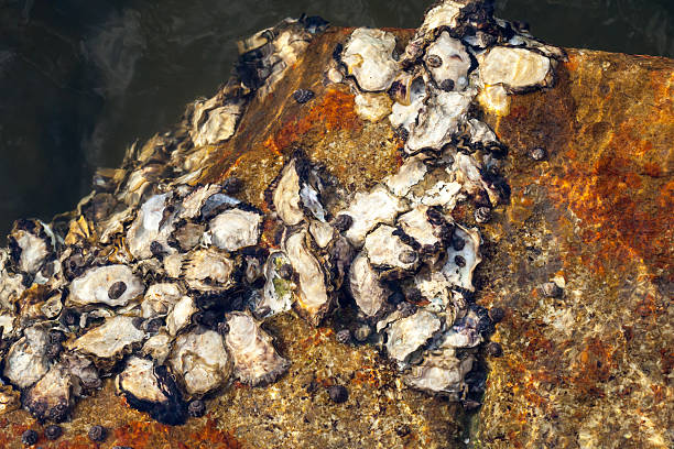 Sydney rock oysters (Saccostrea glomerata), zebra top snails (Austrocochlea porcata) and limpets (Cellana tramoserica) on a sandstone rock shelf under water