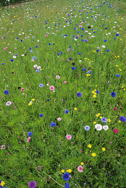 istock Field of flowers 487444531