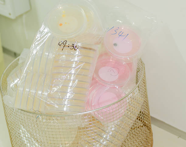 istock collecting plate with culture medium stored in a laboratory 487444773