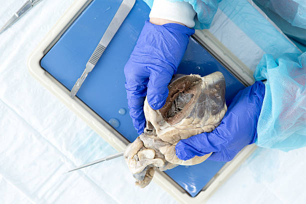 istock Dissecting a sheep heart during anatomy classes 487444923