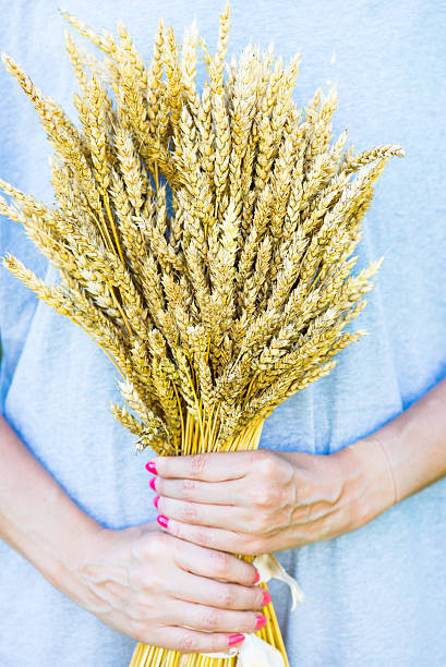 istock Hands holding Sheaf of Golden Wheat Ears 487445016