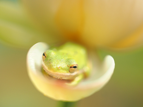 Baby American Green Tree Frog resting in the petal of a Lotus flower.   For more of my animals (CLICK HERE)