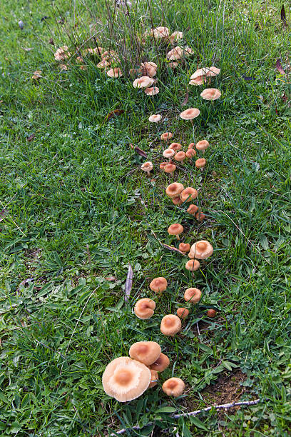 Mushroom Scotch bonnet  - Setas Marasmius oreades Marasmius Oreade  mushrooms in the grass - Setas de corro o Senderuelas ( Marasmius oreades ) marasmius oreades mushrooms stock pictures, royalty-free photos & images