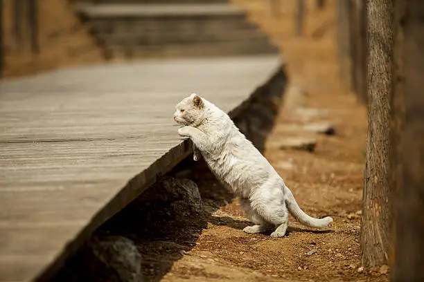 Photo of cat jumping onto the road