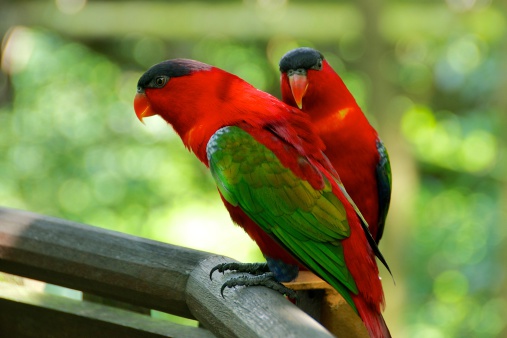 Parrot couple in Jurong Bird Park