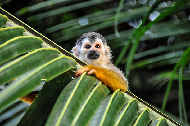 Cute Little Squirrel Monkey Squirrel Monkey hanging on palm leaf in Costa Rica, Central America. costa rica photos stock pictures, royalty-free photos & images
