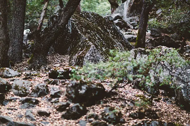 mossy rocks in Yosemite national park