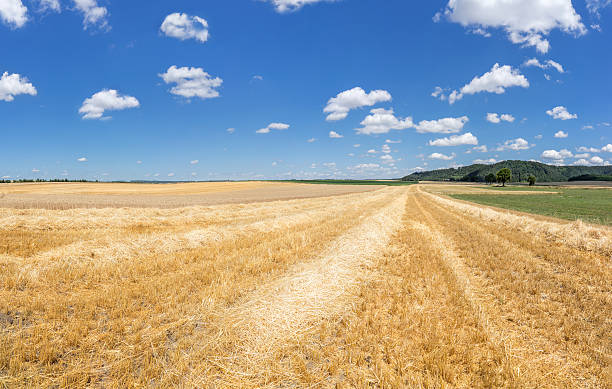 istock Stubble field with rows of straw 487448952