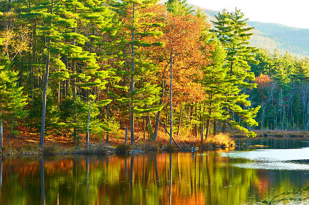 istock Pond in White Mountain National Forest, New Hampshire 487449076