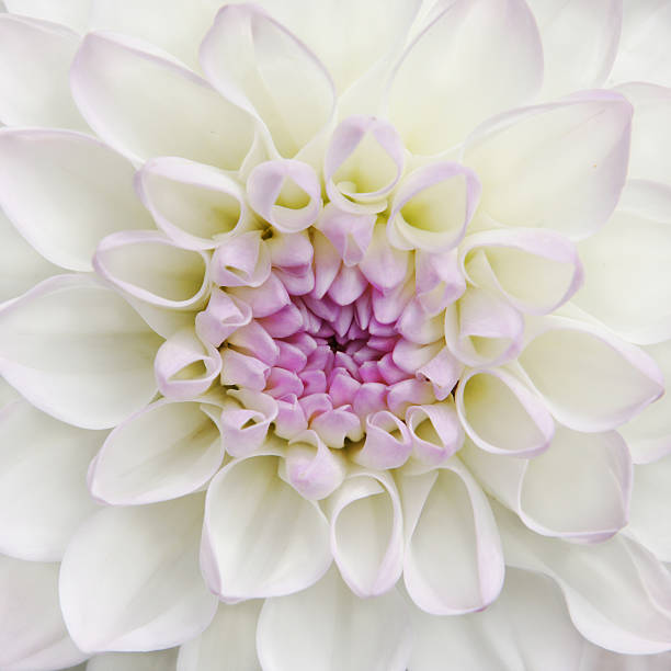 istock White Dahlia flower close up 487449474