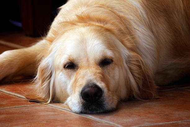 istock Golden Retriever Dog 487450458
