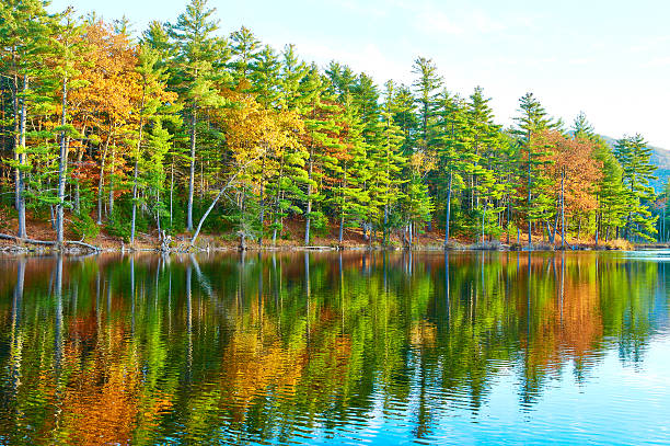 istock Pond in White Mountain National Forest, New Hampshire 487450778